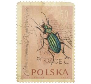 Почтовая марка 60 грошей 1961 года Польша «Жуки — Бегун золотистый» — Фото №1