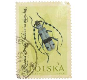 Почтовая марка 40 грошей 1961 года Польша «Жуки — Альпийский усач» — Фото №1