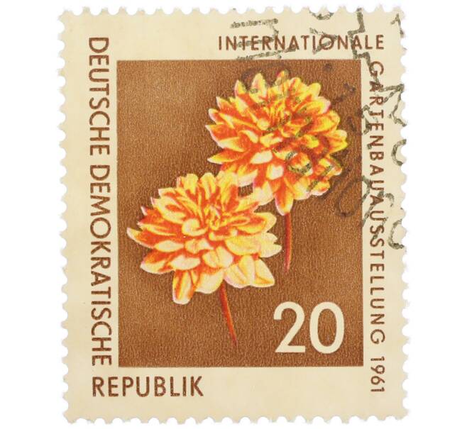 Почтовая марка 20 пфеннигов 1961 года Восточная Германия (ГДР) «Международная садовая выставка в Эрфурте — Георгина (Dahlia pinnata)» (Артикул: P2-1308) — Фото №1