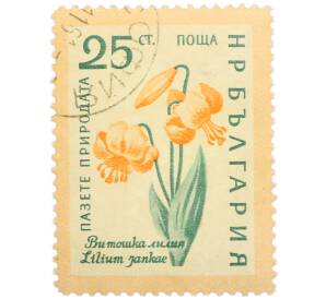 Почтовая марка 25 стотинок 1960 года Болгария «Охрана природы — Лилия Янка» — Фото №1