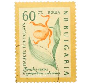 Почтовая марка 60 стотинок 1960 года Болгария «Охрана природы — Венерин башмачок» — Фото №1
