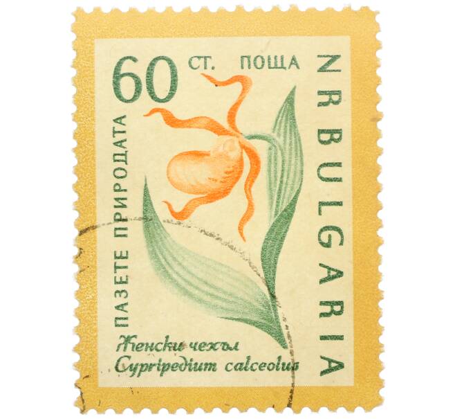 Почтовая марка 60 стотинок 1960 года Болгария «Охрана природы — Венерин башмачок» (Артикул: P2-1390) — Фото №1