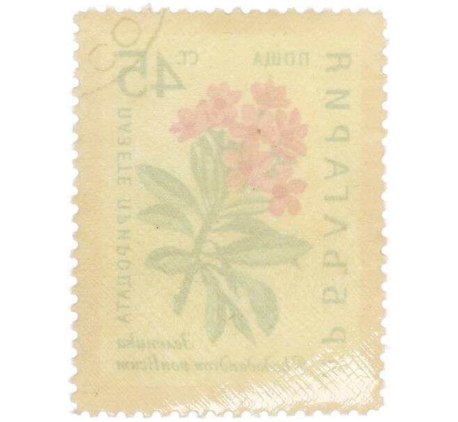 Почтовая марка 45 стотинок 1960 года Болгария «Охрана природы — Зеленика» (Артикул: P2-1391) — Фото №2