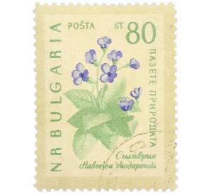 Почтовая марка 80 стотинок 1960 года Болгария «Охрана природы — Силивряк» — Фото №1