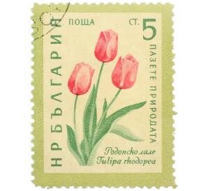 Почтовая марка 5 стотинок 1960 года Болгария «Охрана природы — Родопский тюльпан» — Фото №1