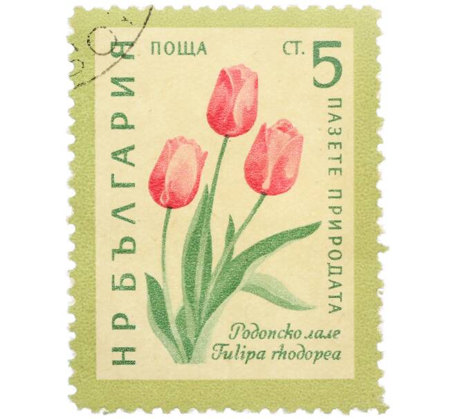 Почтовая марка 5 стотинок 1960 года Болгария «Охрана природы — Родопский тюльпан» (Артикул: P2-1394) — Фото №1