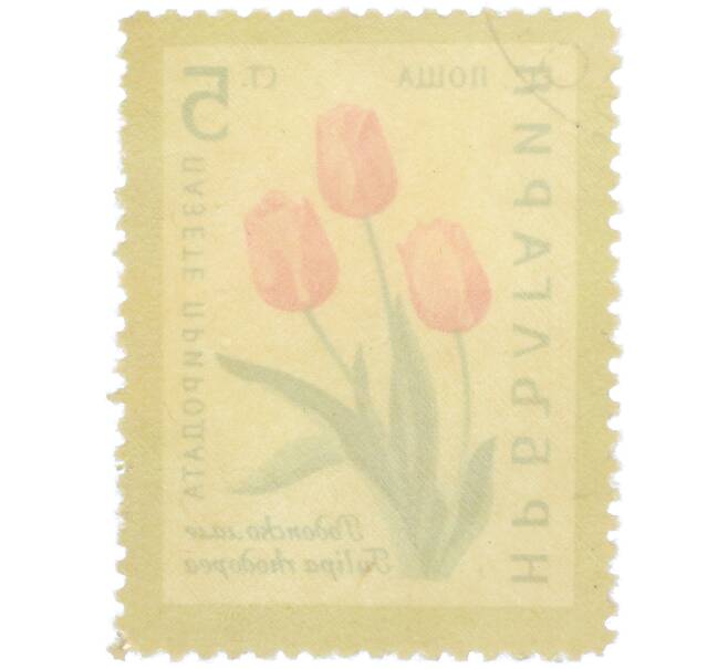 Почтовая марка 5 стотинок 1960 года Болгария «Охрана природы — Родопский тюльпан» (Артикул: P2-1394) — Фото №2