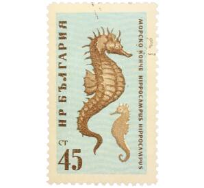 Почтовая марка 45 стотинок 1961 года Болгария «Фауна Черного моря — Морской конек» — Фото №1