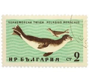 Почтовая марка 2 стотинки 1961 года Болгария «Фауна Черного моря — Черноморский тюлень» — Фото №1