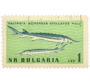 Почтовая марка 1 лев 1961 года Болгария «Фауна Черного моря — Севрюга» — Фото №1