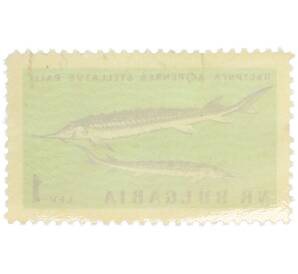 Почтовая марка 1 лев 1961 года Болгария «Фауна Черного моря — Севрюга» — Фото №2