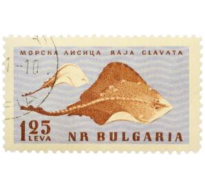 Почтовая марка 1.25 лева 1961 года Болгария «Фауна Черного моря — Колючий скат (Морская лисица)» — Фото №1