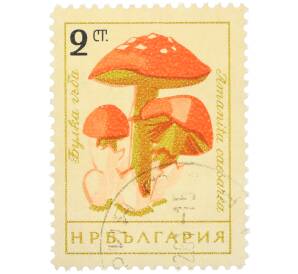 Почтовая марка 2 стотинки 1961 года Болгария «Грибы — Цезарский гриб» — Фото №1