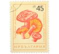 Почтовая марка 45 стотинок 1961 года Болгария «Грибы — Рыжик настоящий» (Артикул: P2-1402) — Фото №1
