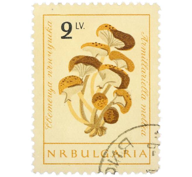 Почтовая марка 2 лев 1961 года Болгария «Грибы — Опенок осенний» (Артикул: P2-1404) — Фото №1