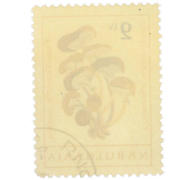 Почтовая марка 2 лев 1961 года Болгария «Грибы — Опенок осенний» (Артикул: P2-1404) — Фото №2