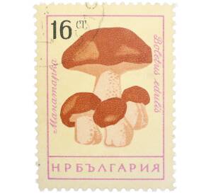 Почтовая марка 16 стотинок 1961 года Болгария «Грибы — Белый гриб (манатарка)» — Фото №1