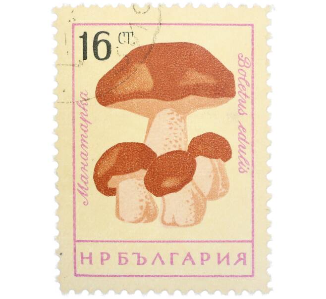 Почтовая марка 16 стотинок 1961 года Болгария «Грибы — Белый гриб (манатарка)» (Артикул: P2-1405) — Фото №1