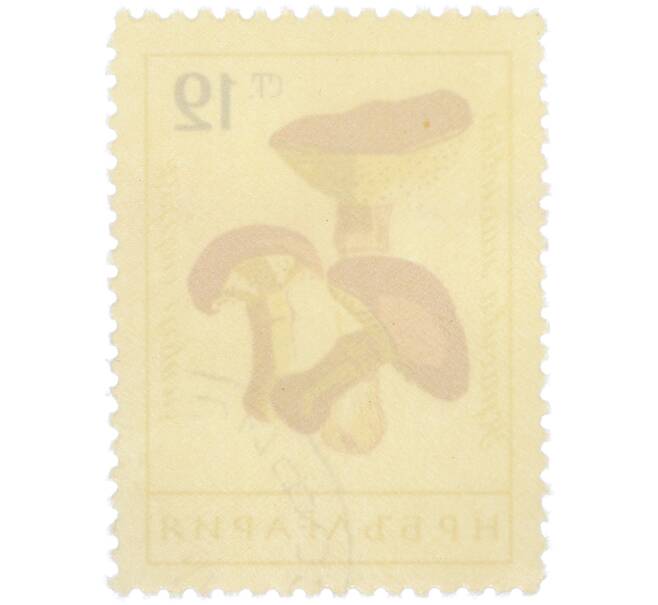 Почтовая марка 12 стотинок 1961 года Болгария «Грибы — Масленок лиственничный « (Артикул: P2-1406) — Фото №2