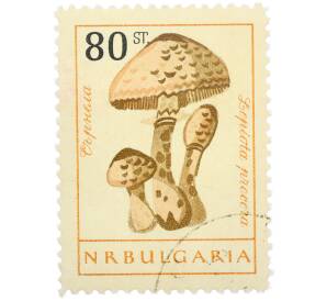 Почтовая марка 80 стотинок 1961 года Болгария «Грибы — Гриб-зонтик пестрый» — Фото №1