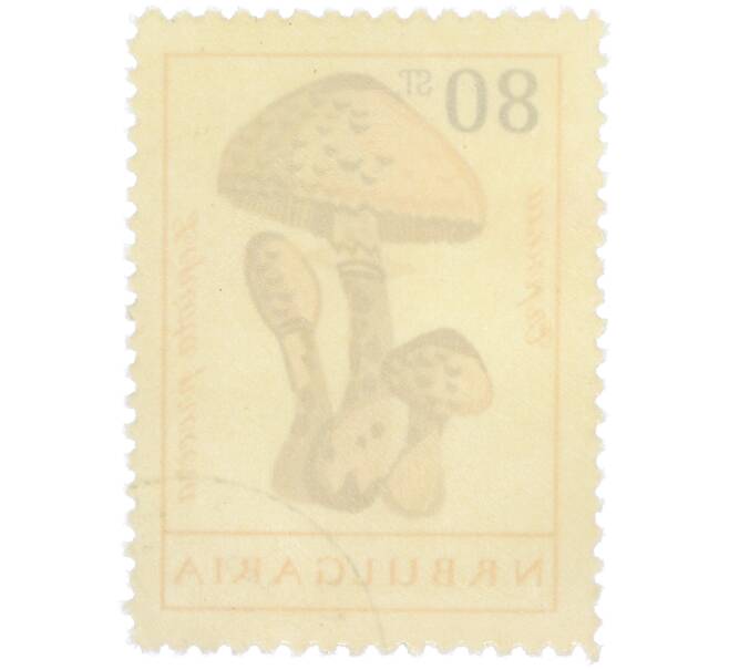 Почтовая марка 80 стотинок 1961 года Болгария «Грибы — Гриб-зонтик пестрый» (Артикул: P2-1407) — Фото №2
