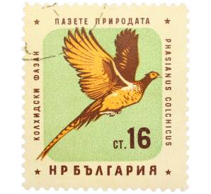 Почтовая марка 16 стотинок 1961 года Болгария «Болгарские птицы — Обыкновенный фазан» — Фото №1