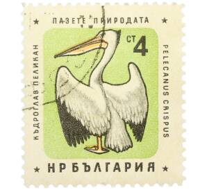 Почтовая марка 4 стотинки 1961 года Болгария «Болгарские птицы — Кудрявый пеликан» — Фото №1