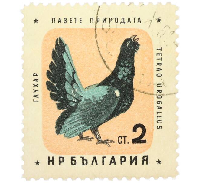 Почтовая марка 2 стотинки 1961 года Болгария «Болгарские птицы — Глухарь» (Артикул: P2-1414) — Фото №1