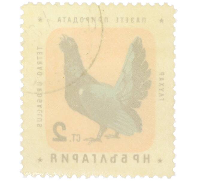 Почтовая марка 2 стотинки 1961 года Болгария «Болгарские птицы — Глухарь» (Артикул: P2-1414) — Фото №2