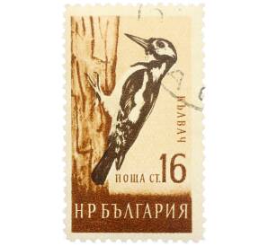 Почтовая марка 16 стотинок 1959 года Болгария «Большой пестрый дятел» — Фото №1