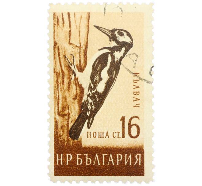 Почтовая марка 16 стотинок 1959 года Болгария «Большой пестрый дятел» (Артикул: P2-1415) — Фото №1