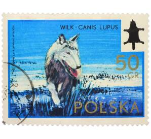 Почтовая марка 50 грошей 1973 года Польша «Волк (Canis lupus)» — Фото №1