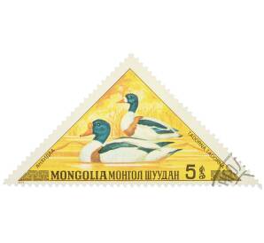 Почтовая марка 5 мунгу 1973 года Монголия «Водоплавающие птицы — Пеганка (Tadorna tadorna)» — Фото №1