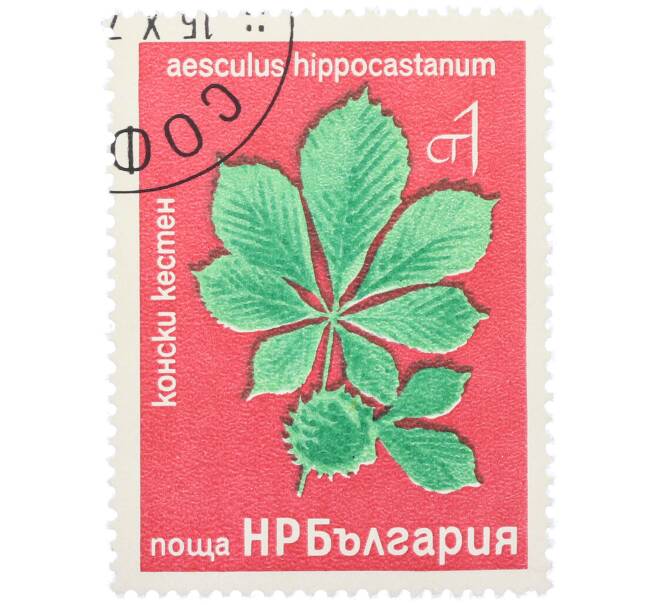 Почтовая марка 1 стотинка 1976 года Болгария «Редкие деревья и кустарники — Конский каштан» (Артикул: K12-78578) — Фото №1