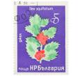 Почтовая марка 5 стотинок 1976 года Болгария «Редкие деревья и кустарники — Падуб остролистный» (Артикул: K12-78580) — Фото №1