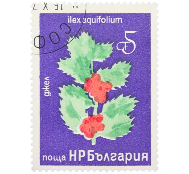 Почтовая марка 5 стотинок 1976 года Болгария «Редкие деревья и кустарники — Падуб остролистный» (Артикул: K12-78580) — Фото №1