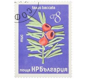 Почтовая марка 8 стотинок 1976 года Болгария «Редкие деревья и кустарники — Тис ягодный» — Фото №1