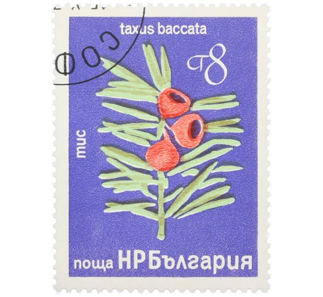 Почтовая марка 8 стотинок 1976 года Болгария «Редкие деревья и кустарники — Тис ягодный» (Артикул: K12-78581) — Фото №1