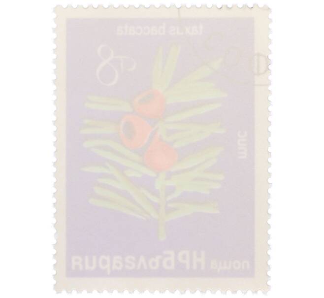 Почтовая марка 8 стотинок 1976 года Болгария «Редкие деревья и кустарники — Тис ягодный» (Артикул: K12-78581) — Фото №2