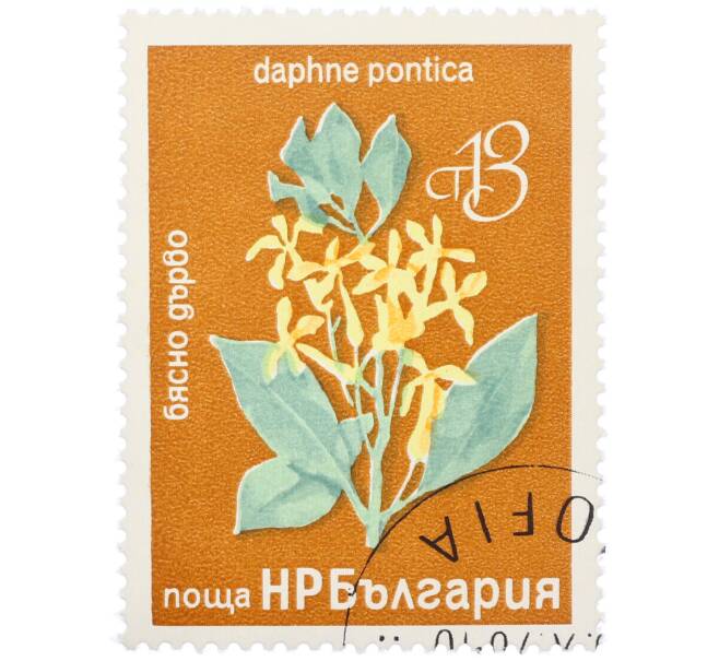 Почтовая марка 13 стотинок 1976 года Болгария «Редкие деревья и кустарники — Волчеягодник понтийский» (Артикул: K12-78582) — Фото №1