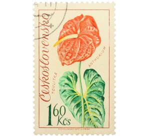 Почтовая марка 1.6 кроны 1973 года Чехословакия «Выставка цветов в Оломоуце — Антуриум» — Фото №1
