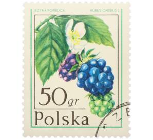 Почтовая марка 50 грошей 1977 года Польша «Лесные ягоды — Ежевика сизая» — Фото №1
