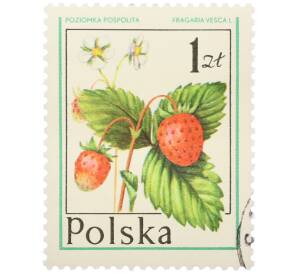 Почтовая марка 1 злотый 1977 года Польша «Лесные ягоды — Земляника лесная» — Фото №1