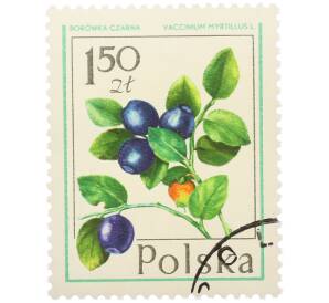 Почтовая марка 1.5 злотых 1977 года Польша «Лесные ягоды — Черника обыкновенная» — Фото №1