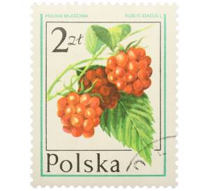 Почтовая марка 2 злотых 1977 года Польша «Лесные ягоды — Малина обыкновенная» — Фото №1