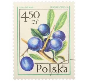 Почтовая марка 4.5 злотых 1977 года Польша «Лесные ягоды — Терновник» — Фото №1