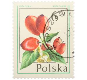 Почтовая марка 6 злотых 1977 года Польша «Лесные ягоды — Шиповник собачий» — Фото №1