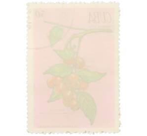 Почтовая марка 50 сентаво 1970 года Куба «Лекарственные растения — Пикрамния пятитычинковая» — Фото №2