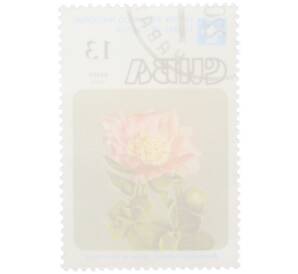 Почтовая марка 13 сентаво 1978 года Куба «Цветы кактусов — Родокактус кубинский» — Фото №2