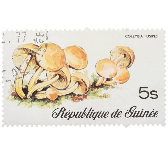 Почтовая марка 5 шиллингов 1977 года Гвинея «Коллибия веретеноногая» (Артикул: K12-78843) — Фото №1